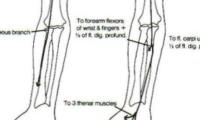 upper limb nerves