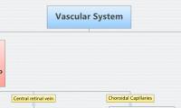 Vascular System