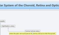 Vascular System of the Choroid, Retina and Optic nerve