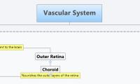 Vascular System