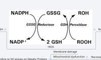 Drug/Toxin-induced
Liver Disease