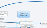 Páncreas
Exócrino