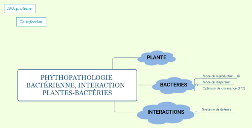 Phythopathologie bactérienne, interaction  plantes-bactéries