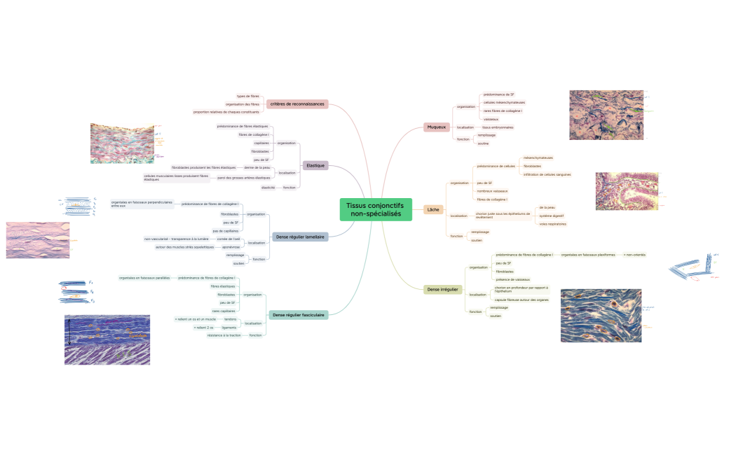 Tissus conjonctifs non-spécialisés