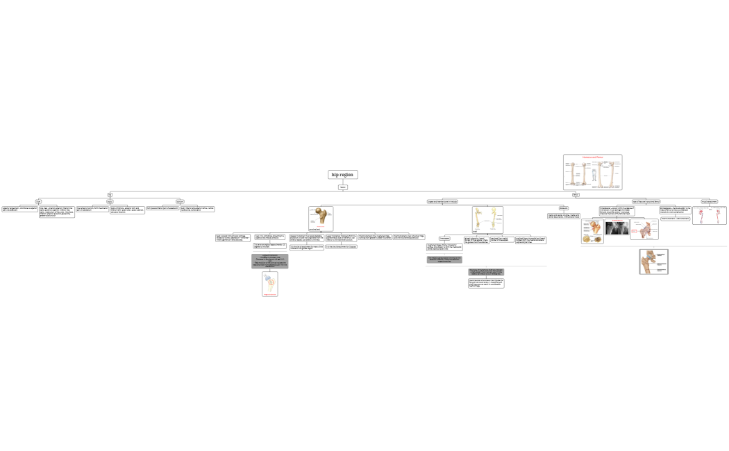 hip region 