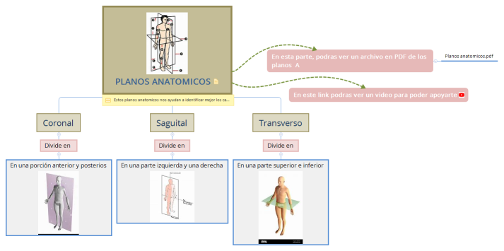 PLANOS ANATOMICOS