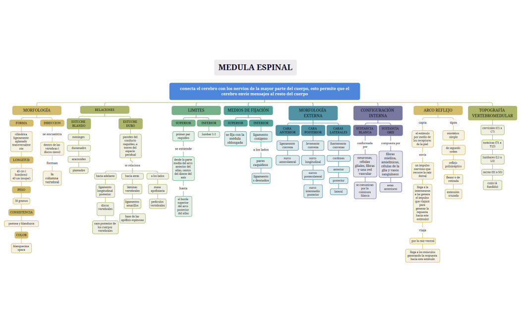 conecta el cerebro con los nervios de la mayor parte del cuerpo, Esto permite que el cerebro envíe mensajes al resto del cuerpo