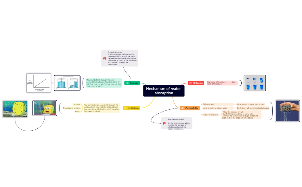 Mechanism of water absorption
