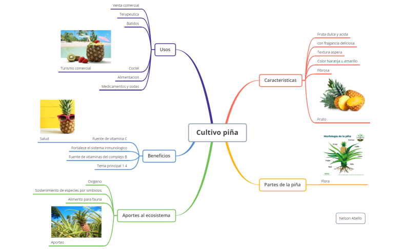 Cultivo de piña