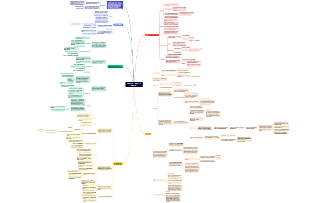 APPARATO GENITALE MASCHILE