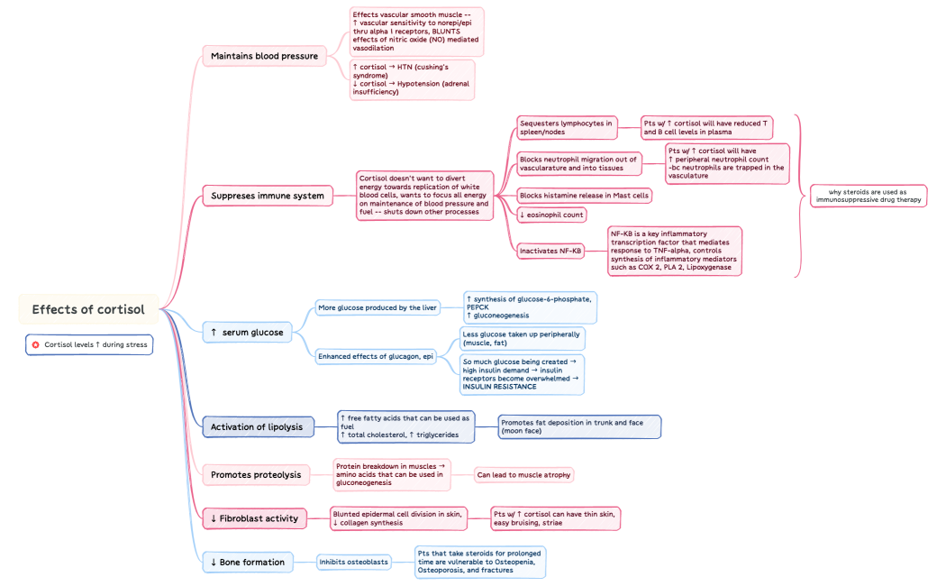 Effects of cortisol