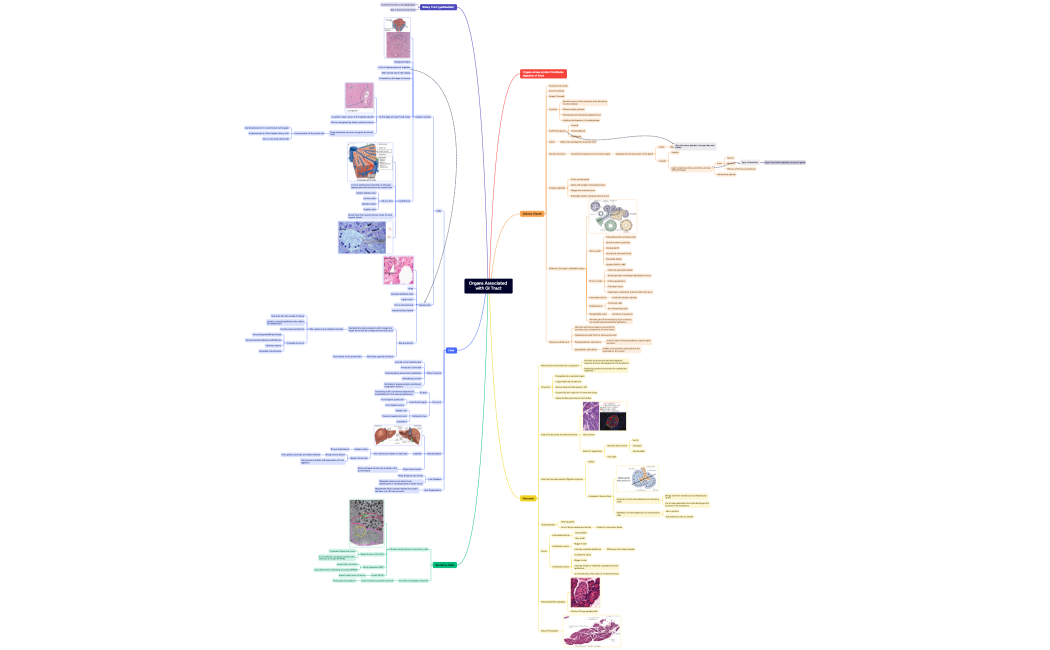 Organs Associated with GI Tract
