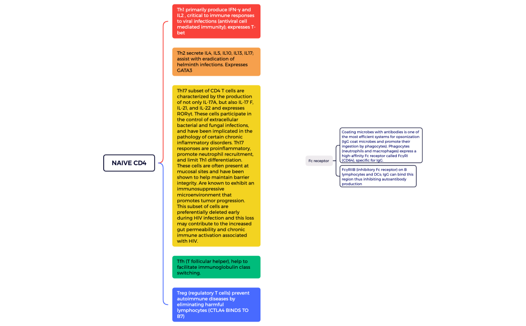Naive CD4; Fc receptor