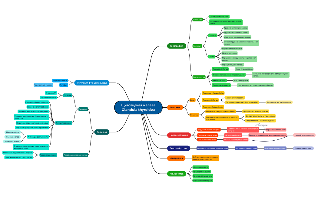 Щитовидная железа Glandula thyroidea — копия 2