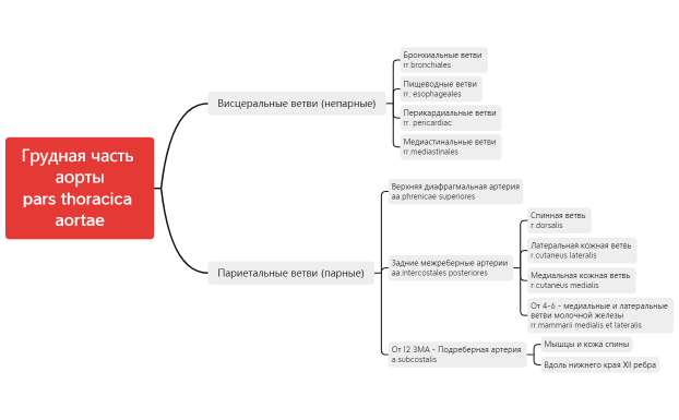 Грудная часть аорты
