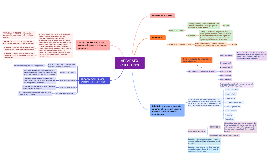 APPARATO SCHELETRICO .xmind
