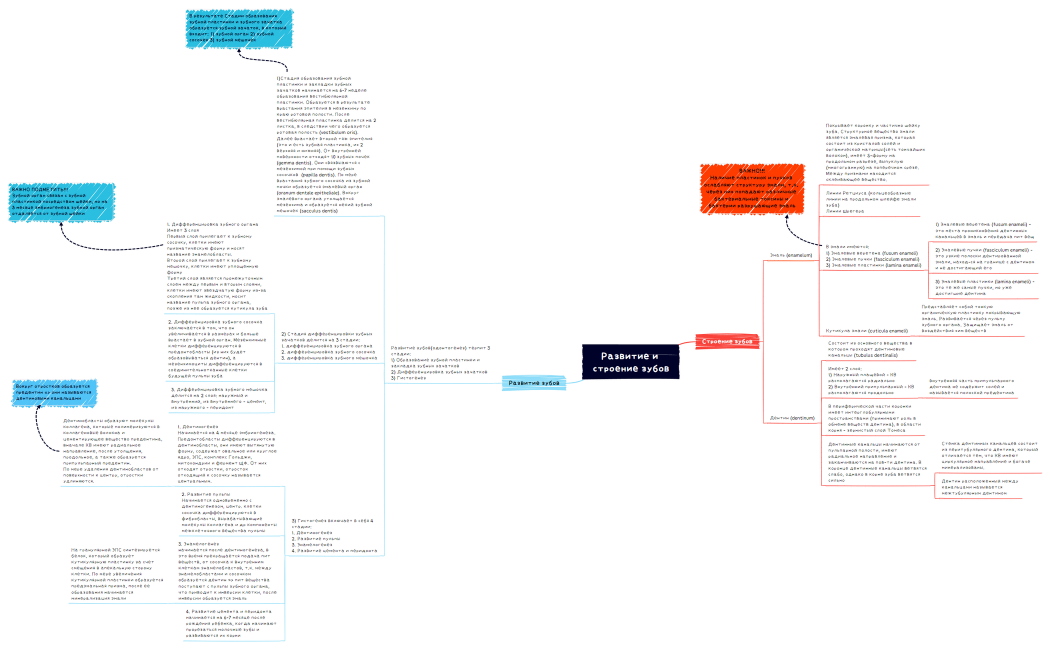 Развитие и строение зубов