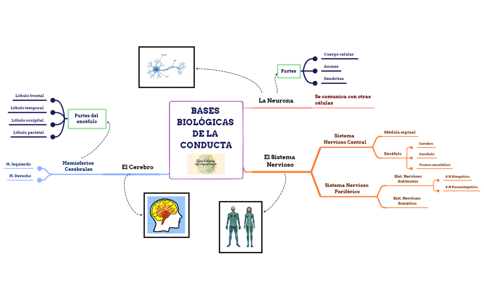 BASES BIOLÓGICAS DE LA CONDUCTA