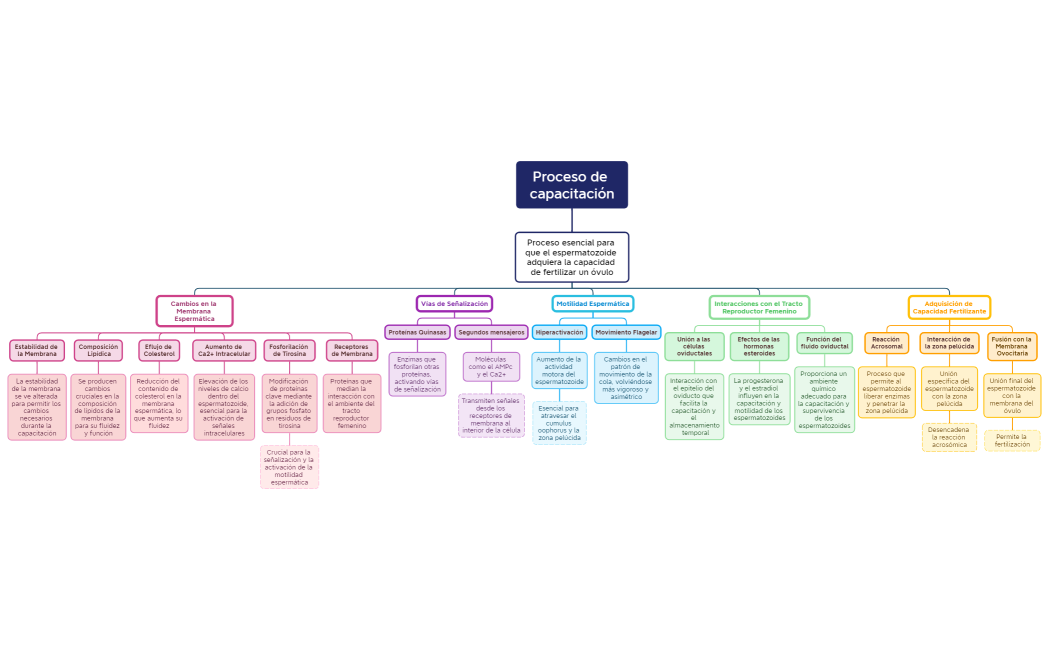 Proceso de capacitación