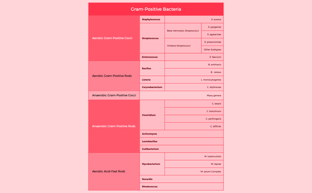 Gram-Positive Bacteria