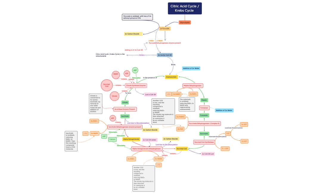 Citric Acid Cycle 