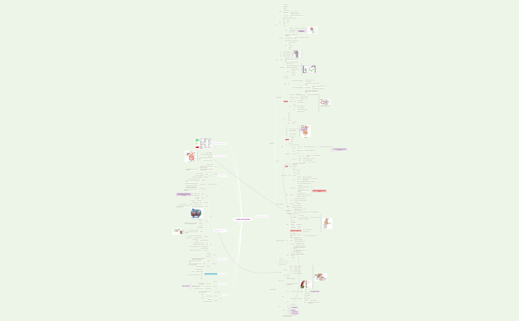 OWG 1.4 Spijsverteringsstelsel