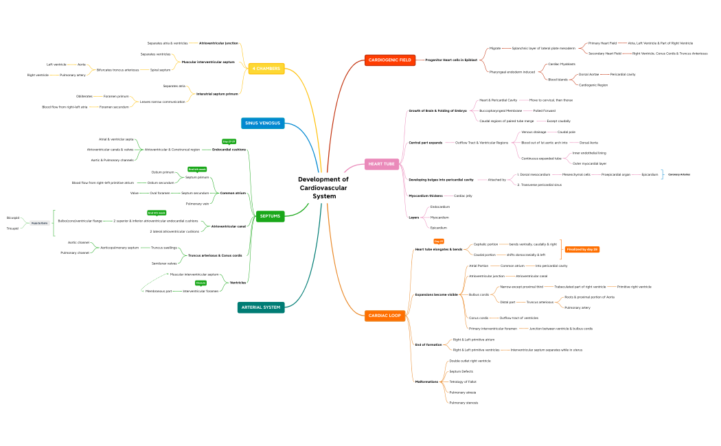 Cardiovascular System 