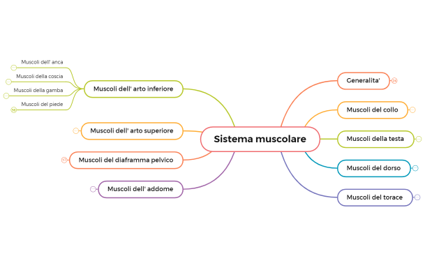 Sistema muscolare