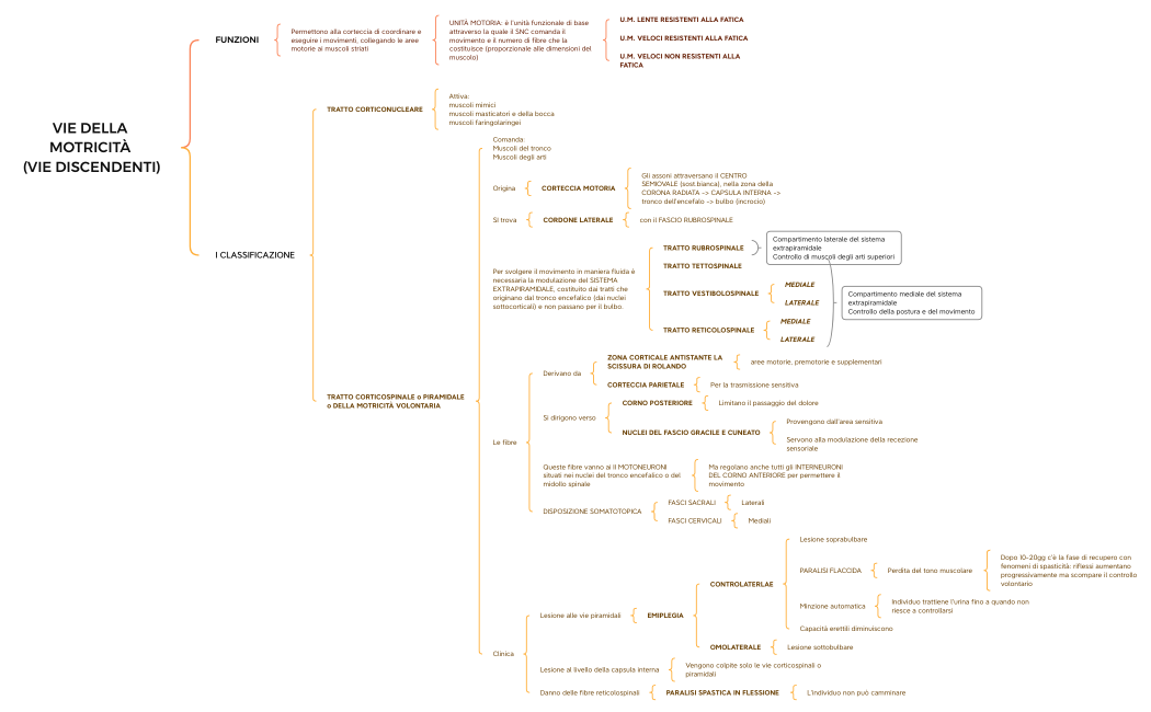 VIE DELLA MOTRICITÀ (VIE DISCENDENTI)