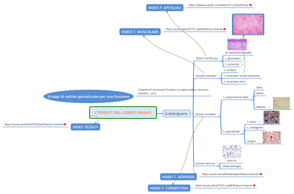 I TESSUTI DEL CORPO UMANO