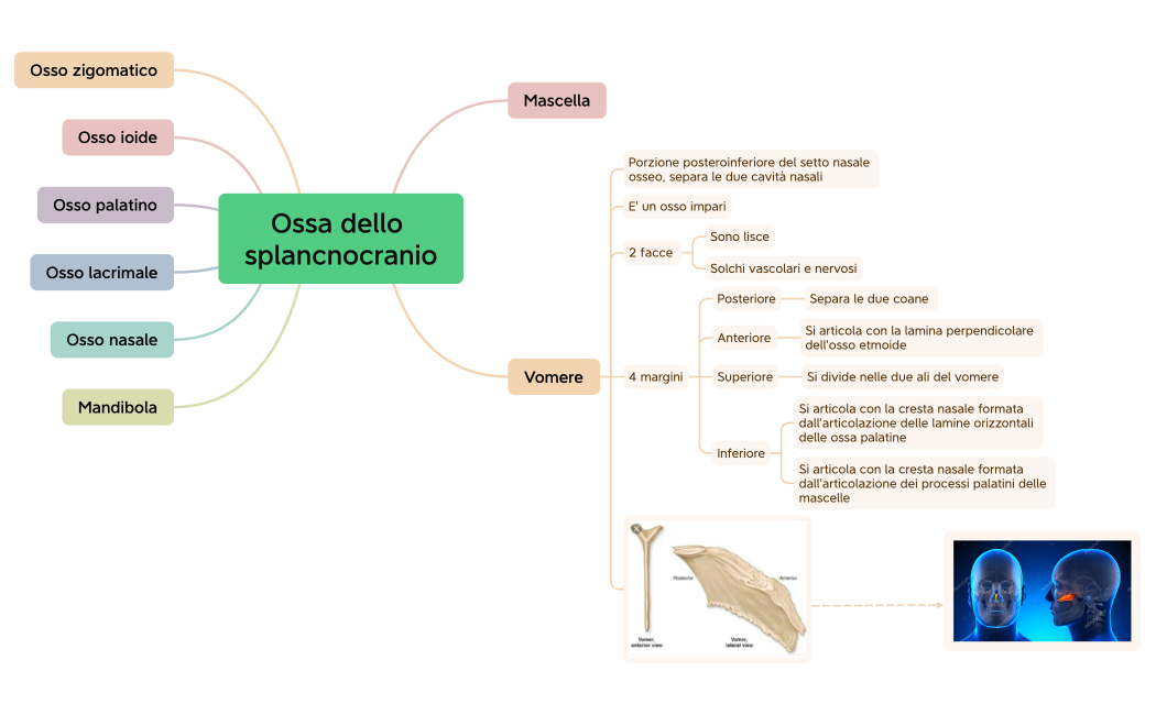 Ossa dello splancnocranio