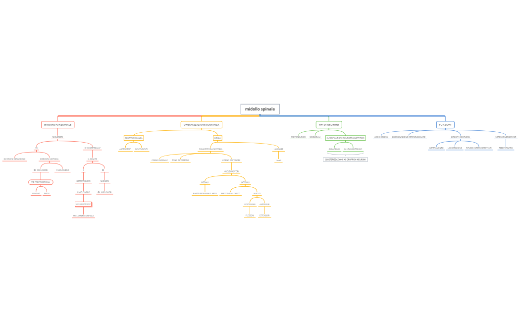 midollo spinale