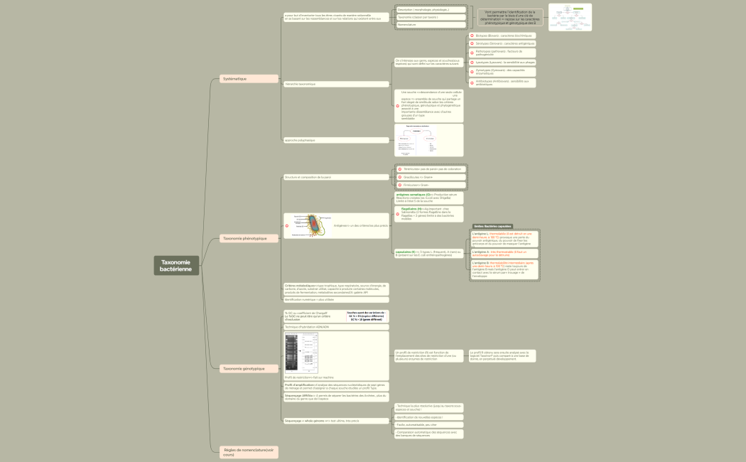 Taxonomie bactérienne 