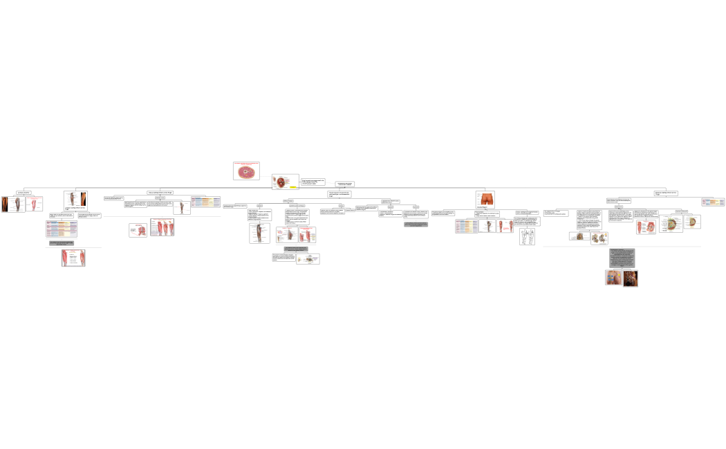 MUSCLES OF THE THIGH AND GLUTEAL REGION