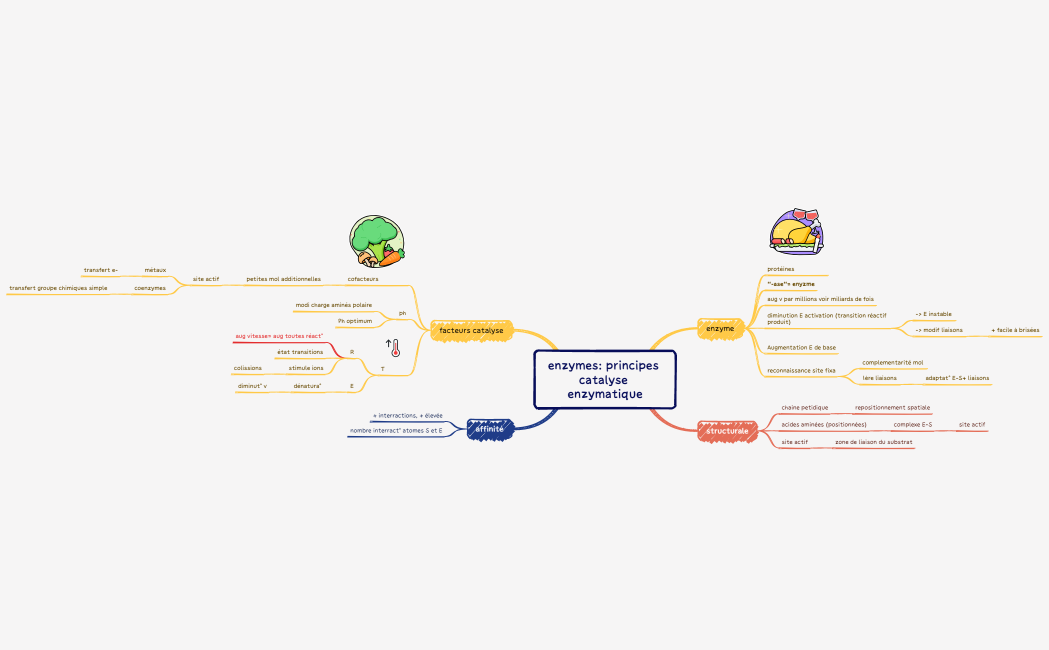 enzymes principes catalyse enzymatique