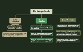Photosynthesis