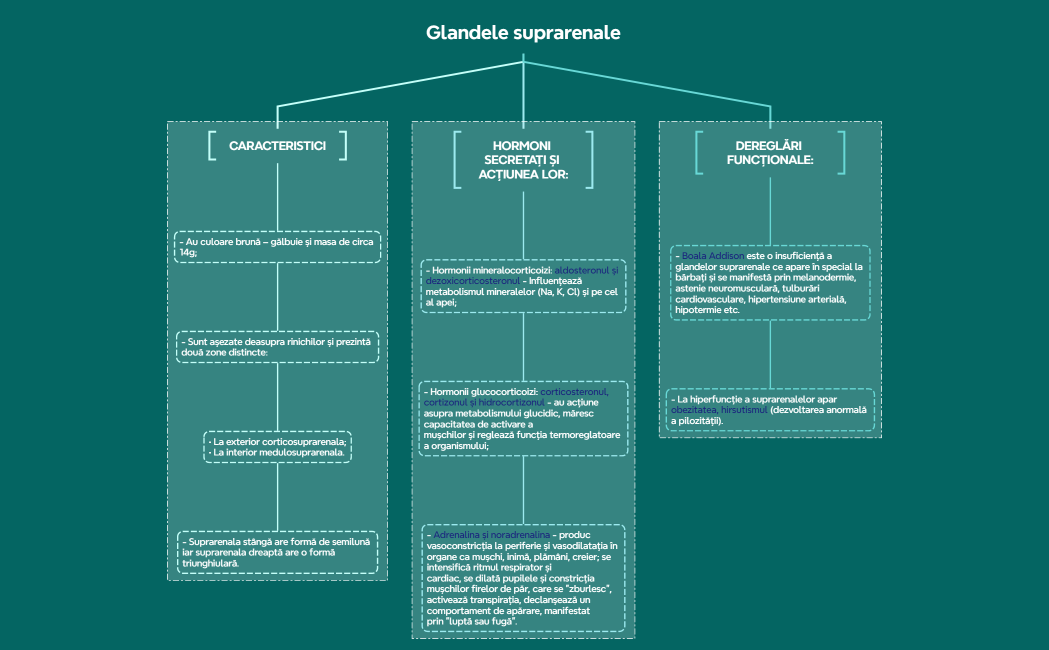 Glandele suprarenale