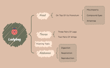 Ladybug