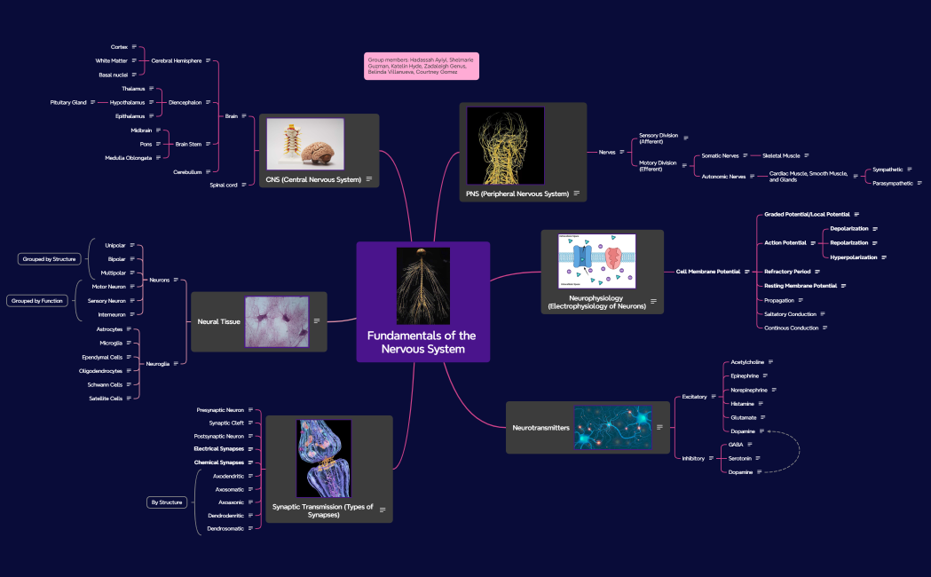 Fundamentals of the Nervous System