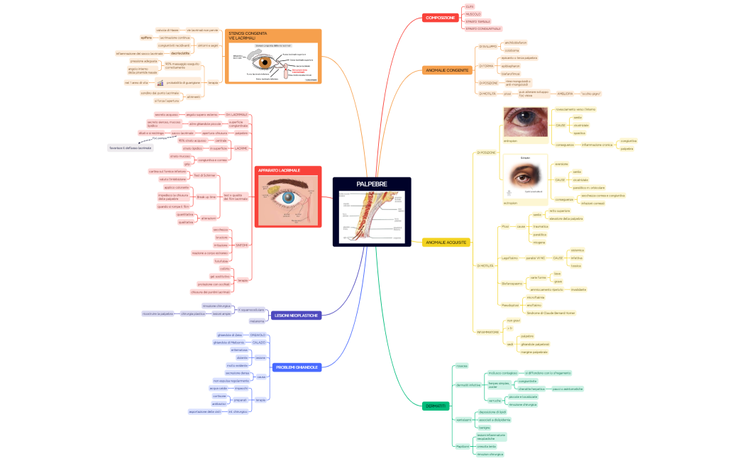 3. PALPEBRE, CONGIUNTIVA, CORNEA
