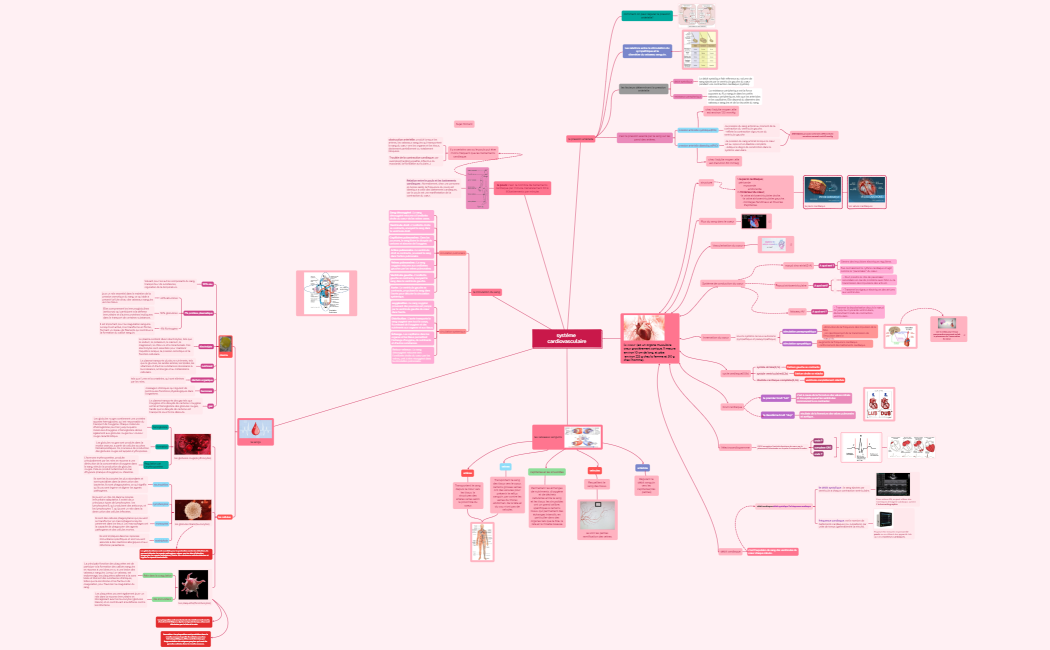 systéme cardiovasculaire