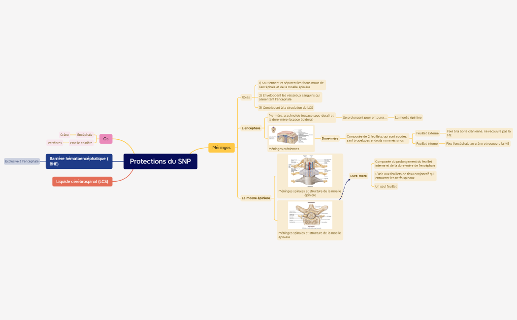 Protections du SNP.xmind