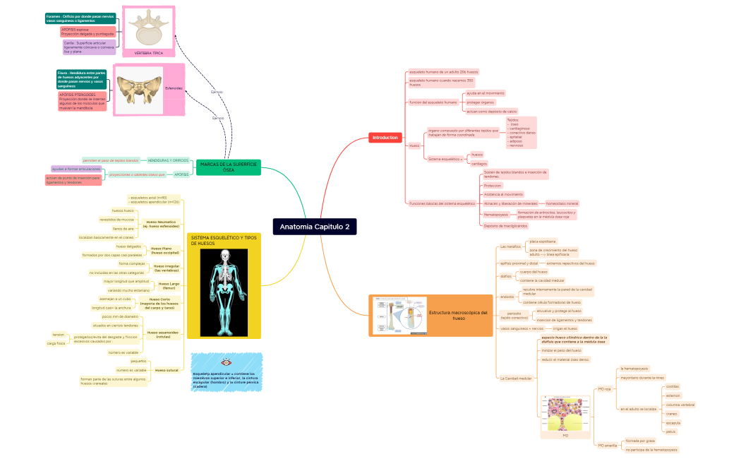 Anatomia Capitulo 2 carte mental
