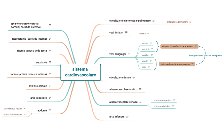 sistema cardiovascolare