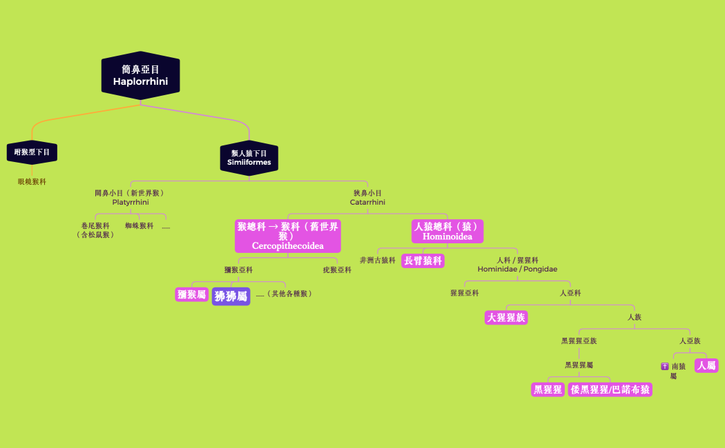 簡鼻亞目Haplorrhini