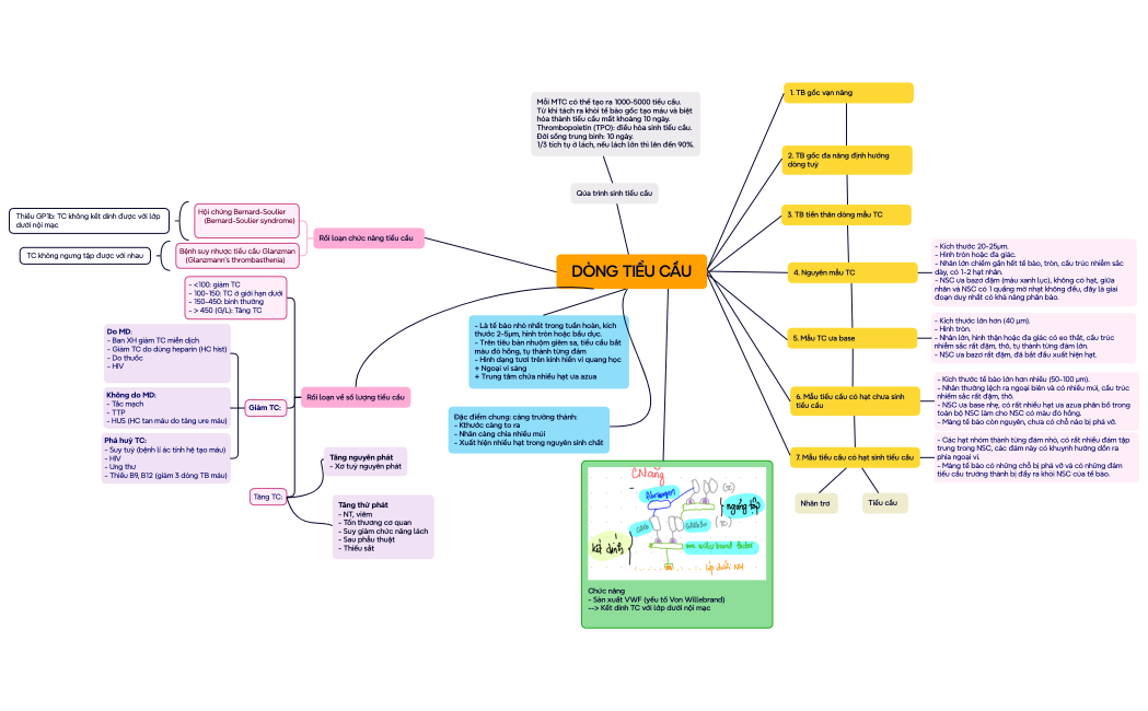 DÒNG TIỂU CẦU