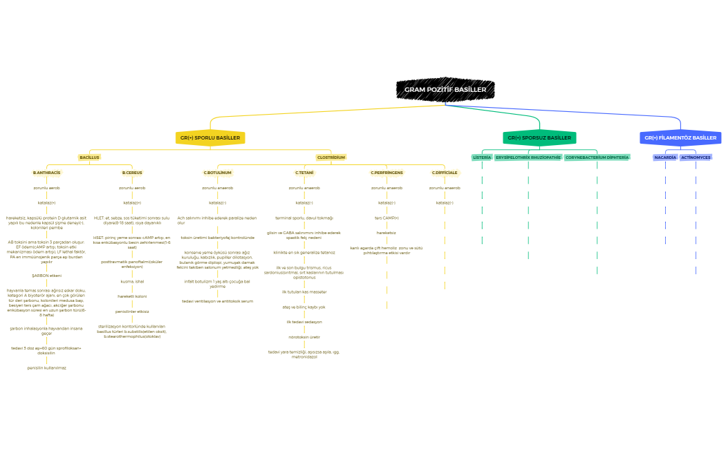 GRAM POZİTİF BASİLLER