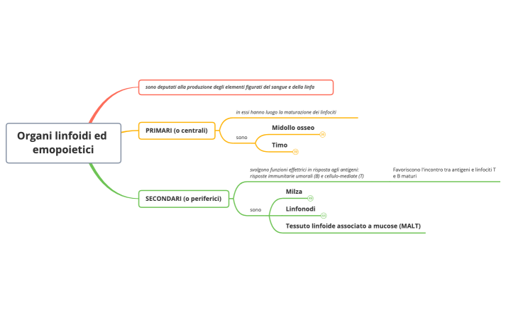 Organi linfoidi ed emopoietici.xmind
