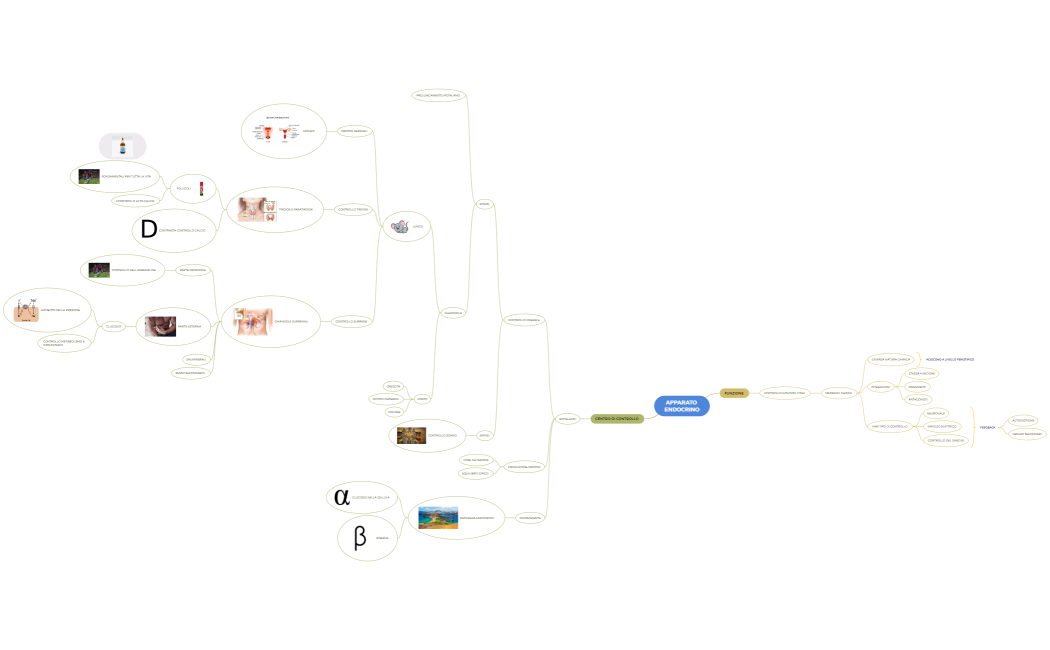 APPARATO ENDOCRINO
