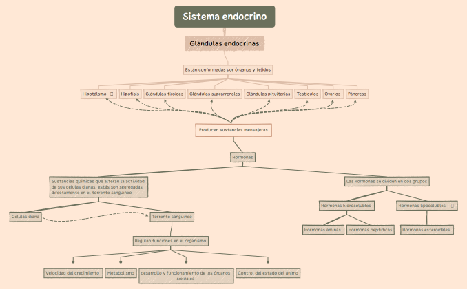 Sistema endocrino.xmind
